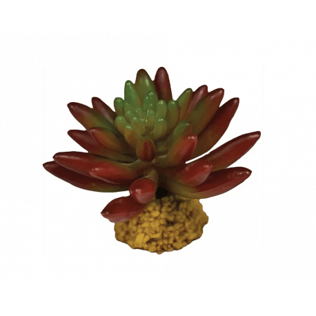 REPTO PLANT SUCCULENT RED