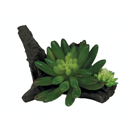 REPTO PLANT SUCCULENTA