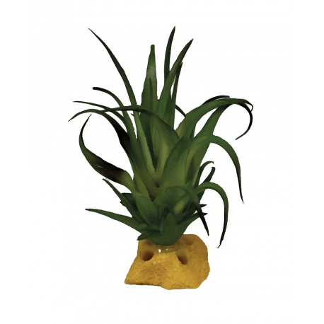 REPTO PLANT  TILLANDSIA