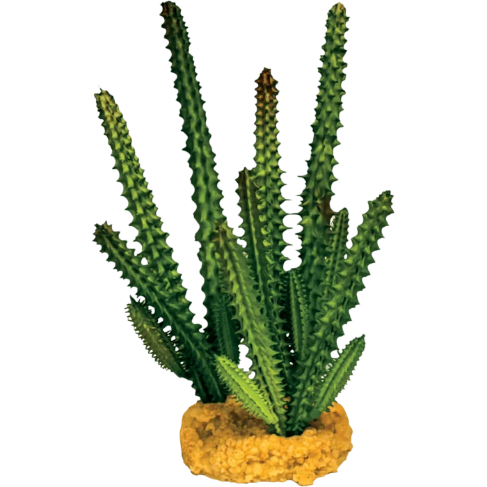 REPTO PLANT  CACTUS AGO VERDE