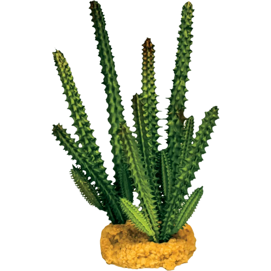 REPTO PLANT  CACTUS AGO VERDE