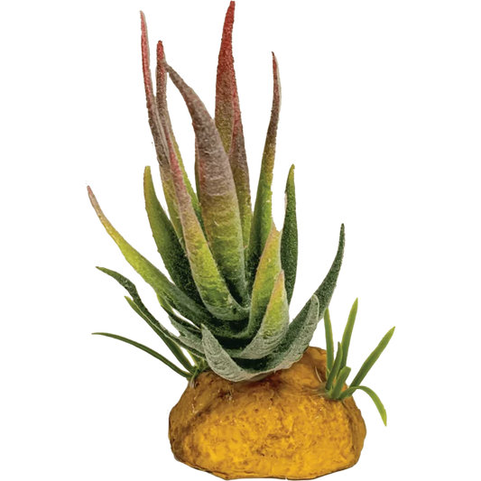 REPTO PLANT ALOE PUNTA ROSSA
