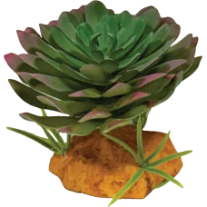 REPTO PLANT ECHEVERIA