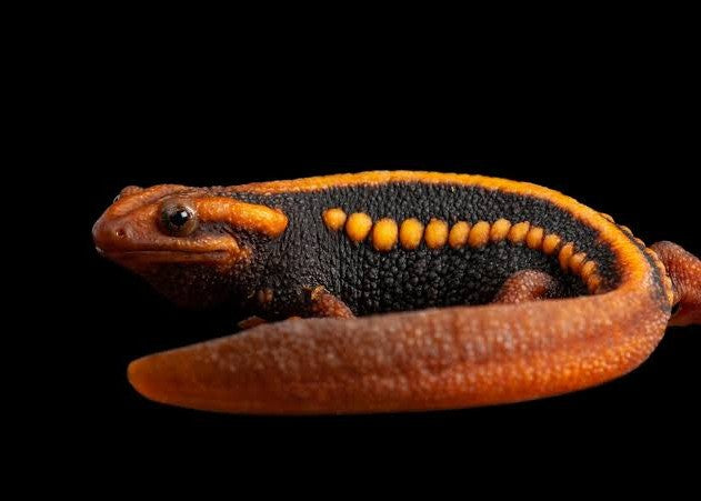 TYLOTOTRITON SHANJING - TRITONE DELL'IMPERATORE