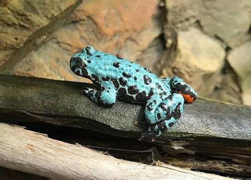 BOMBINA ORIENTALIS AXANTIC COPPIA