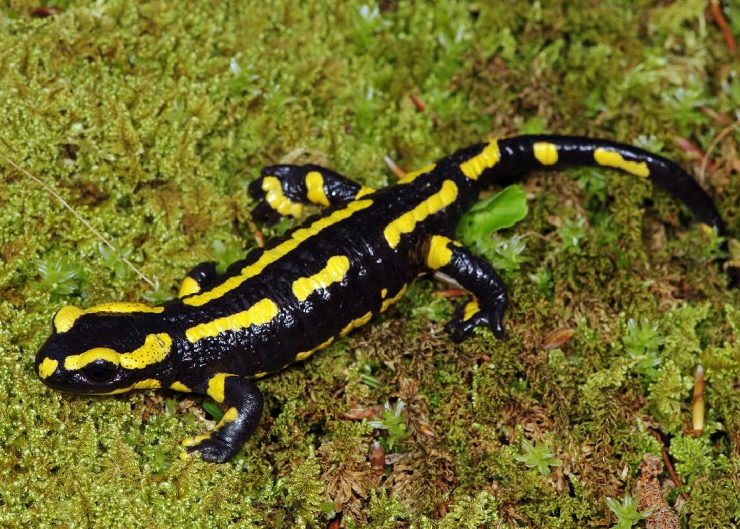 SALAMANDRA SALAMANDRA