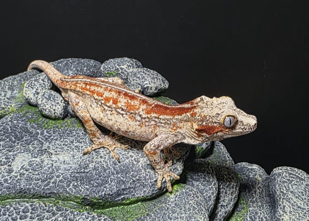 AUKAPPA - R. AURICULATUS RED STRIPE MASCHIO