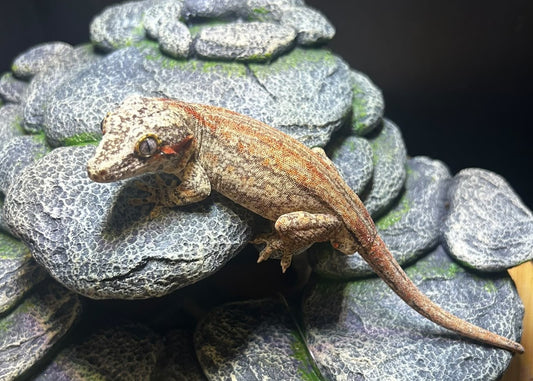 AUSHOT3 - R. AURICULATUS RED STRIPE MASCHIO