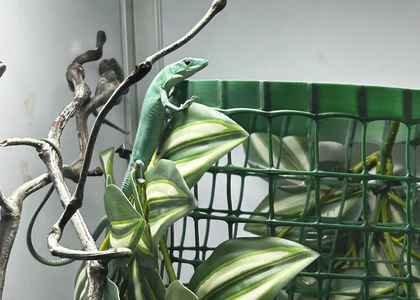 PRASI - G. PRASINA BLU