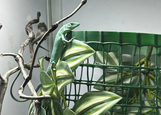 PRASI - G. PRASINA BLU