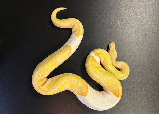 CAR07 - PYTHON REGIUS-PITONE REALE MASCHIO ALBINO PIEDBALD