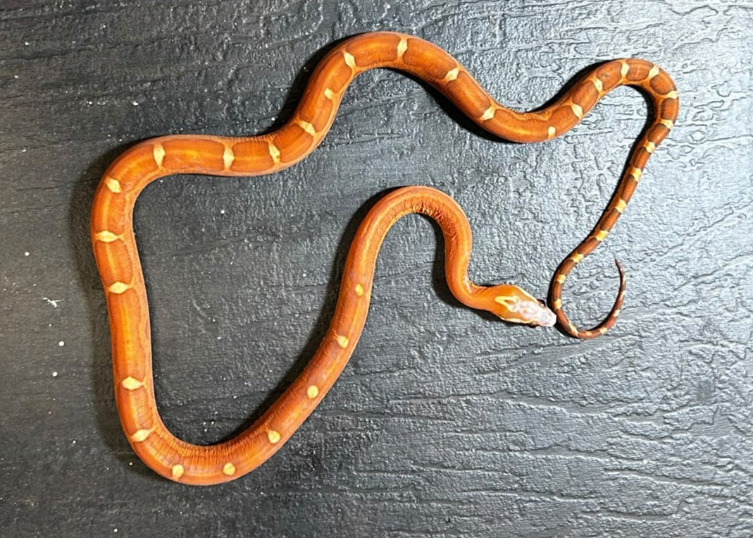 P.GUTTATUS-SERPENTE DEL GRANO - MASCHIO SCALLESS MOTLEY