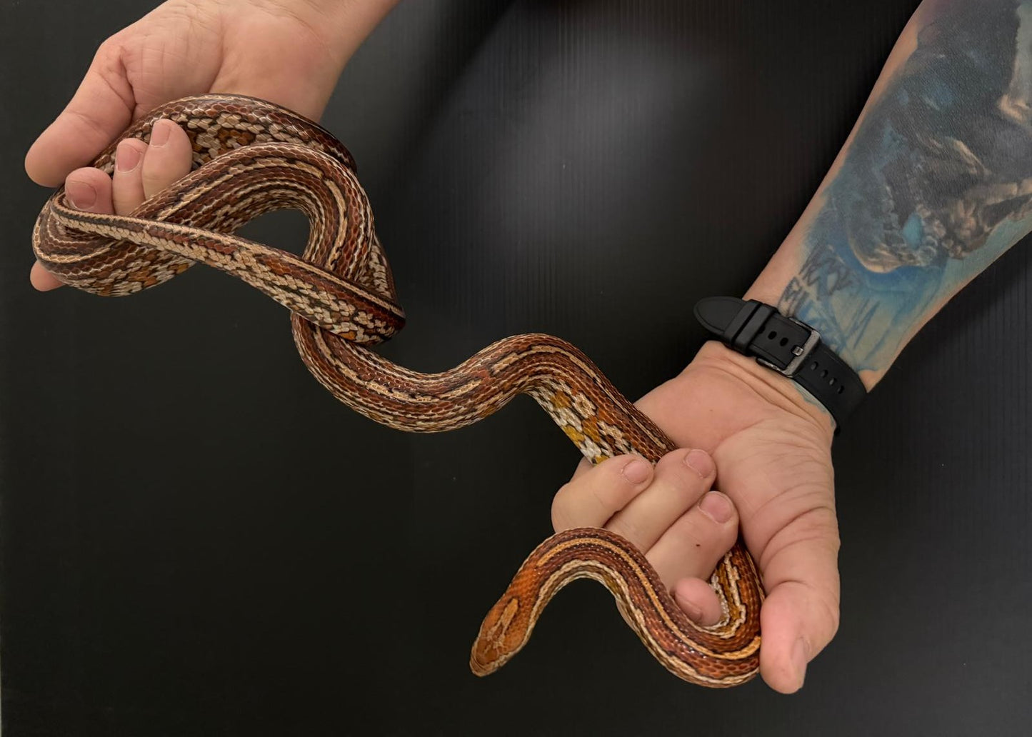 P.GUTTATUS-SERPENTE DEL GRANO - MASCHIO TESSERA
