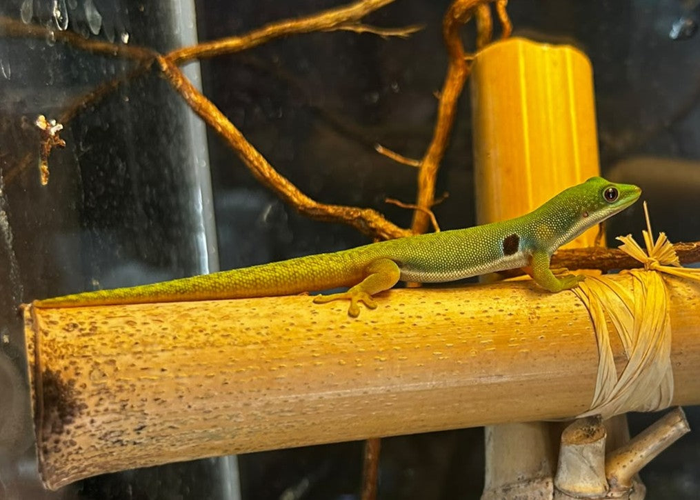 PHL02 -PHELSUMA QUADRIOCELLATA-GECO DIURNO DI PEACOCK NS
