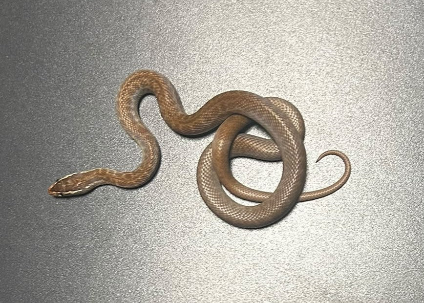 BO01 - BOEDON CAPENSIS - SERPENTE DELLE CASE AFRICANO