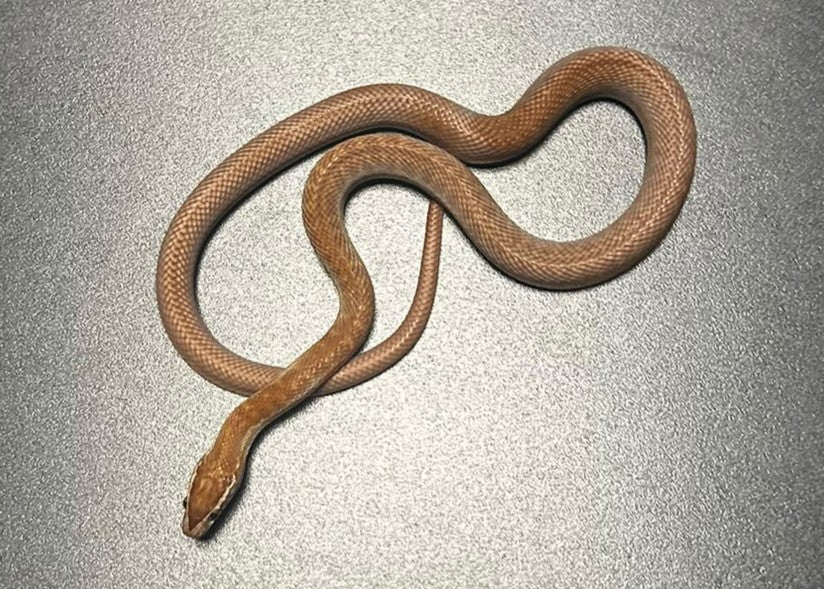 BO05 - BOEDON CAPENSIS - SERPENTE DELLE CASE AFRICANO