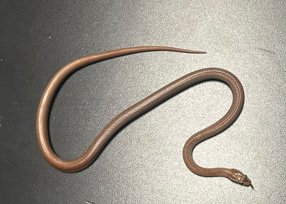 BO07 - BOEDON CAPENSIS - SERPENTE DELLE CASE AFRICANO