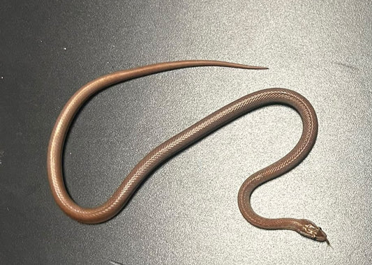BO07 - BOEDON CAPENSIS - SERPENTE DELLE CASE AFRICANO