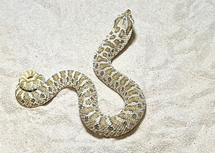 LEU01 - HETERODON NASICUS - SERPENTE MUSO DI PORCO M HET LEOCISTICO