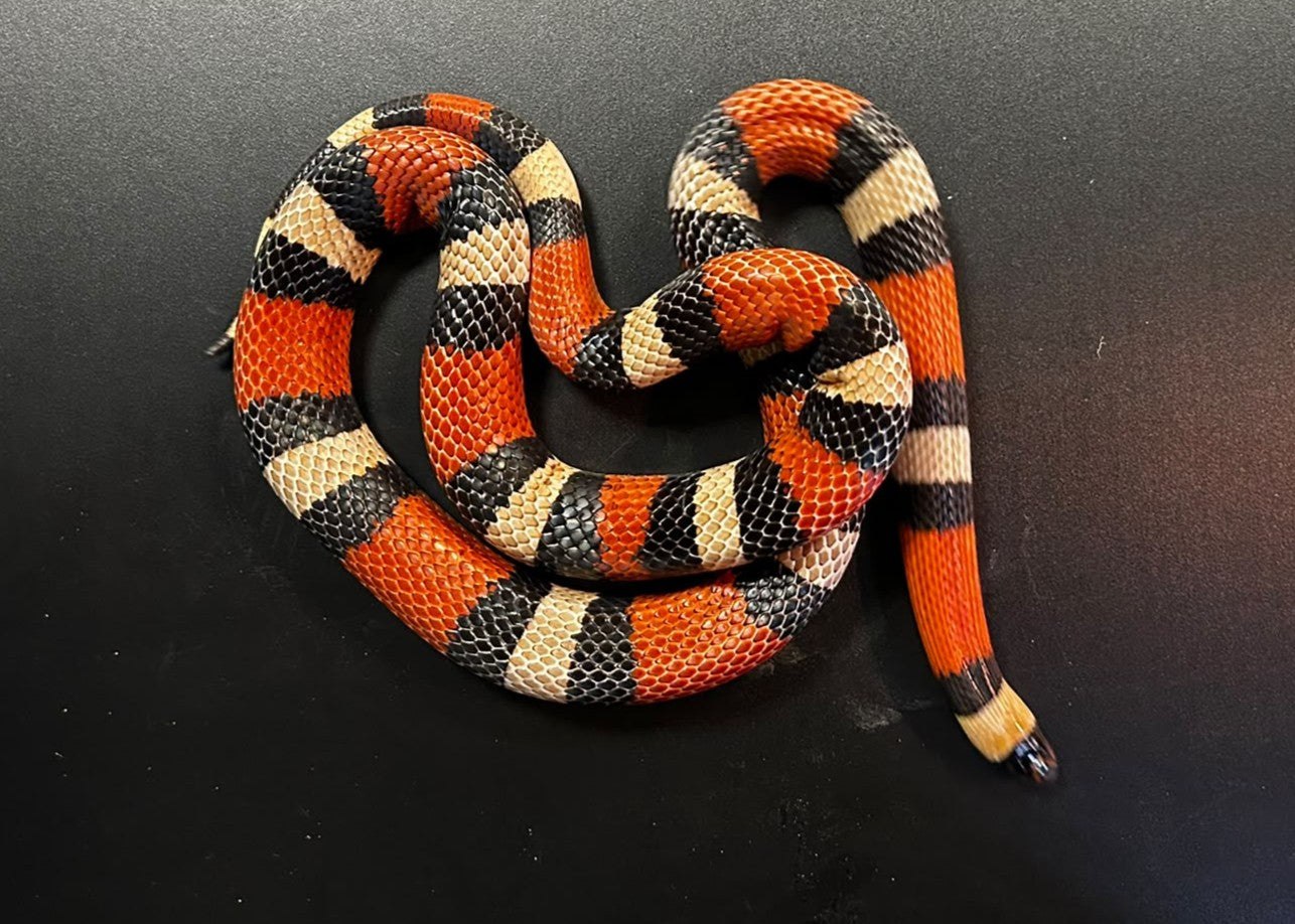 LPR02 - LAMPROPELTIS TRIANGULUM CAMPBELLI  APRICOT M - SERPENTE FALSO CORALLO