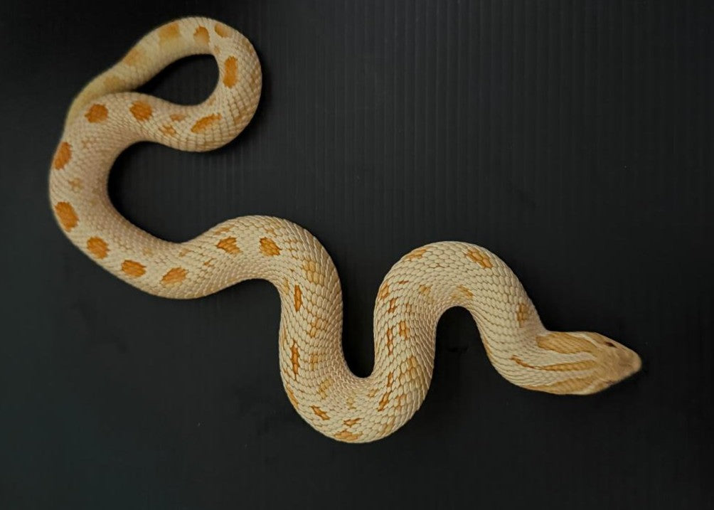 ALBCON01 - HETERODON NASICUS - SERPENTE MUSO DI PORCO M ALBINO CONDA