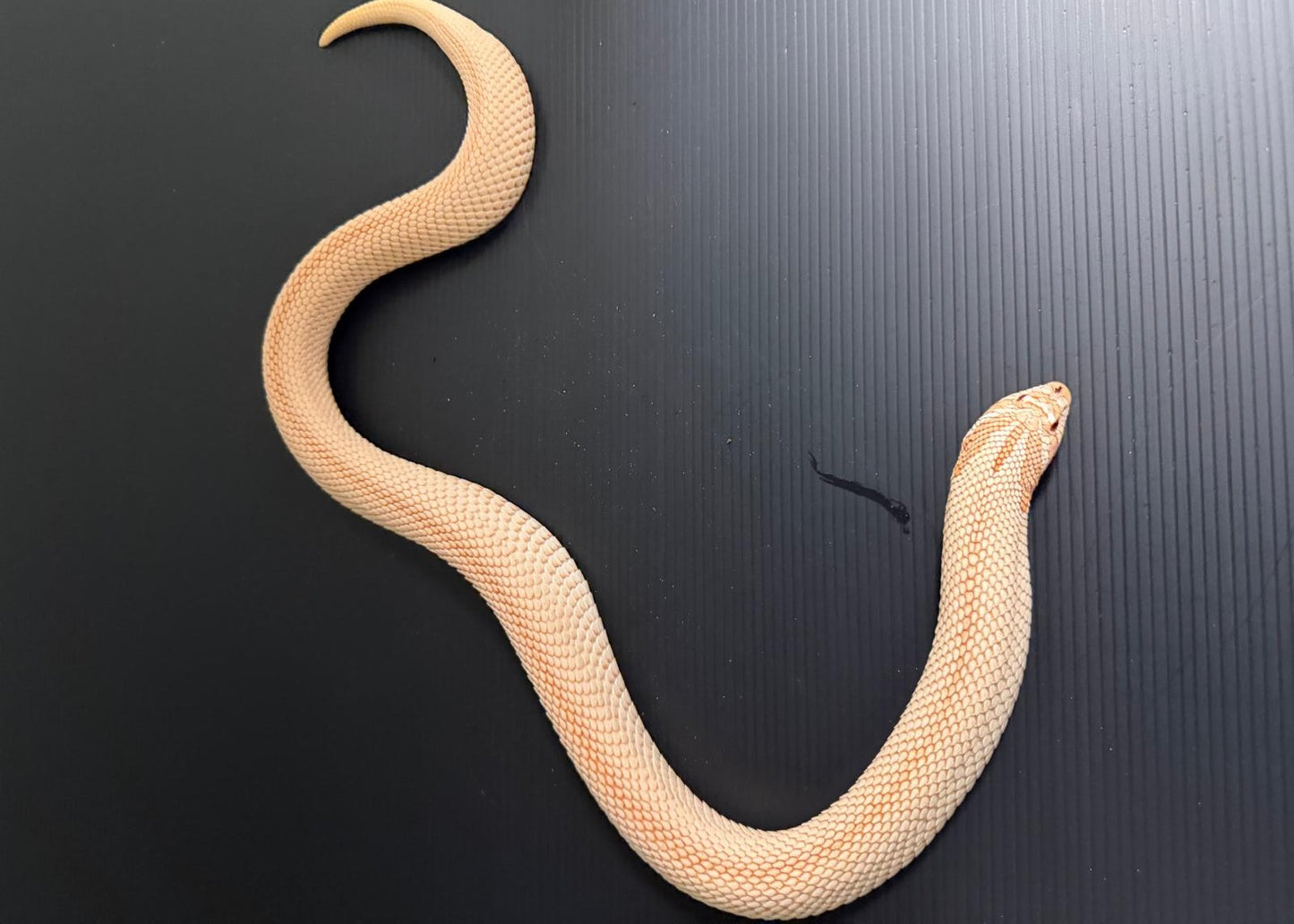 SUPCON01 - HETERODON NASICUS - SERPENTE MUSO DI PORCO F ALBINO SUPERCONDA