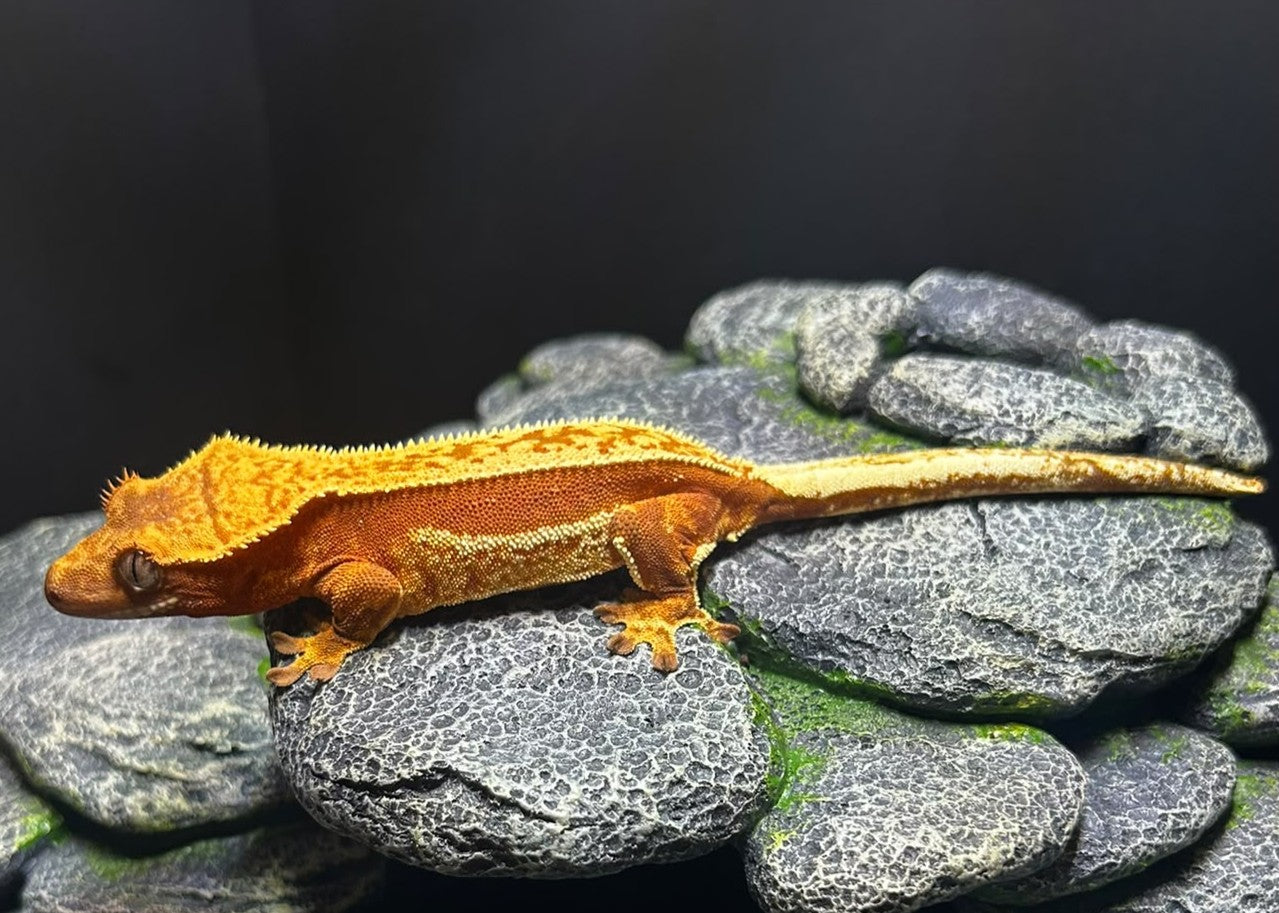 CN12 - C. CILIATUS RED HARLEY FEMMINA