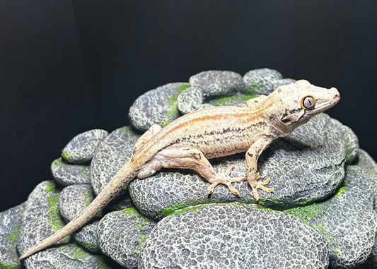 AUSHOT4 - R. AURICULATUS RED STRIPE MASCHIO