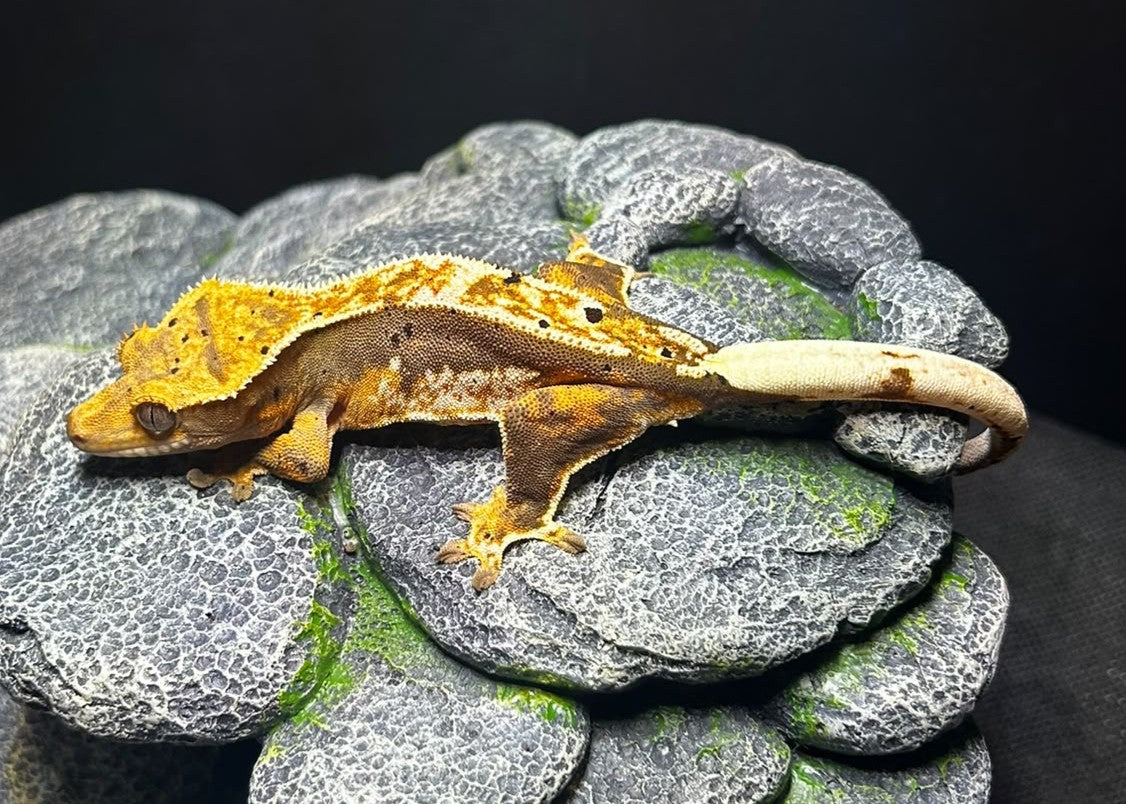 CN16 - C. CILIATUS TRICOLOR DALMATIAN FEMMINA