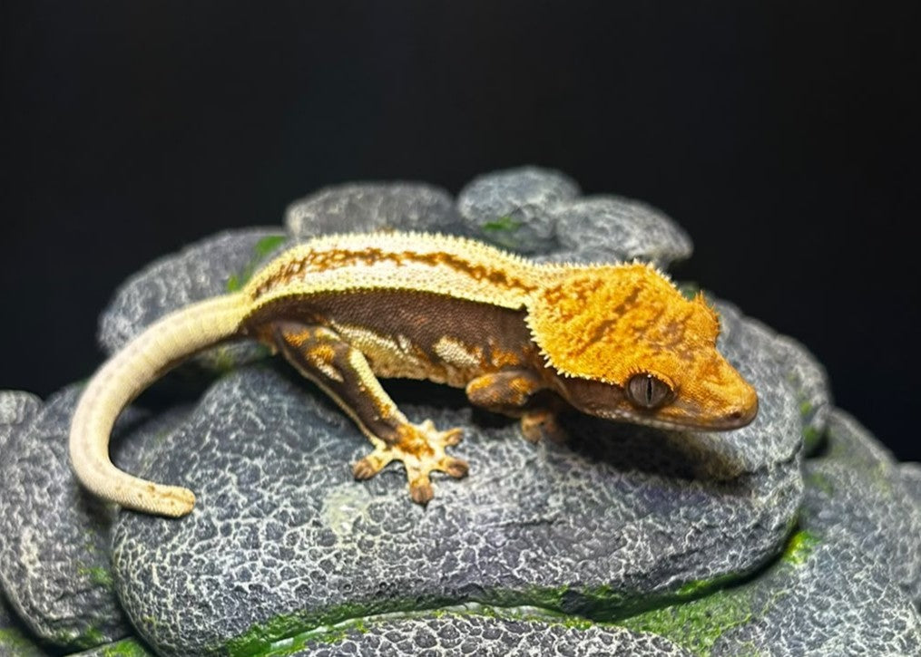 CN54 - C. CILIATUS SUPERSTRIPE FEMMINA