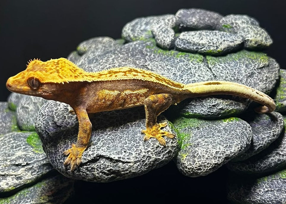 CN13 - C. CILIATUS TRICOLOR 100% PINSTRIPE MASCHIO