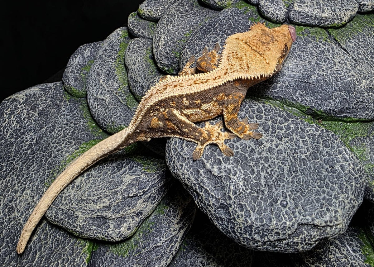 CN03 - C. CILIATUS TRICOLOR 100% PINSTRIPE MASCHIO
