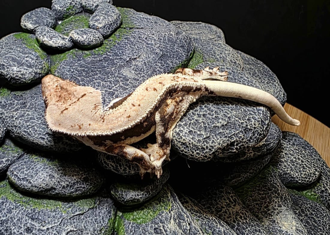 CN01 - C. CILIATUS LILLY WHITE FEMMINA