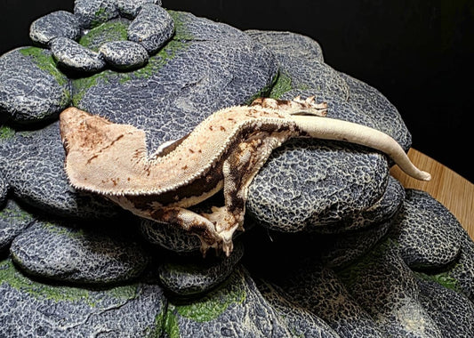 CN01 - C. CILIATUS LILLY WHITE FEMMINA