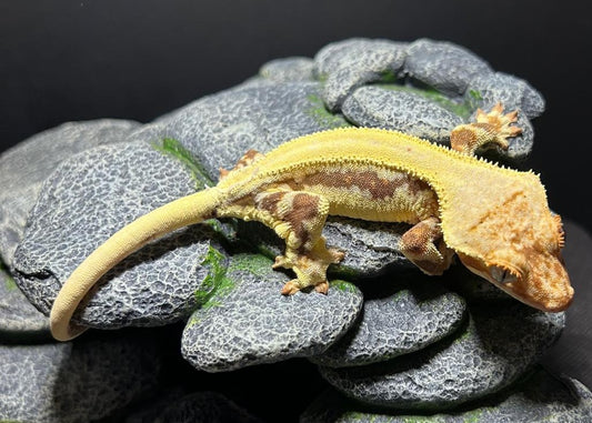 LW13 - C. CILIATUS LILLY WHITE FEMMINA