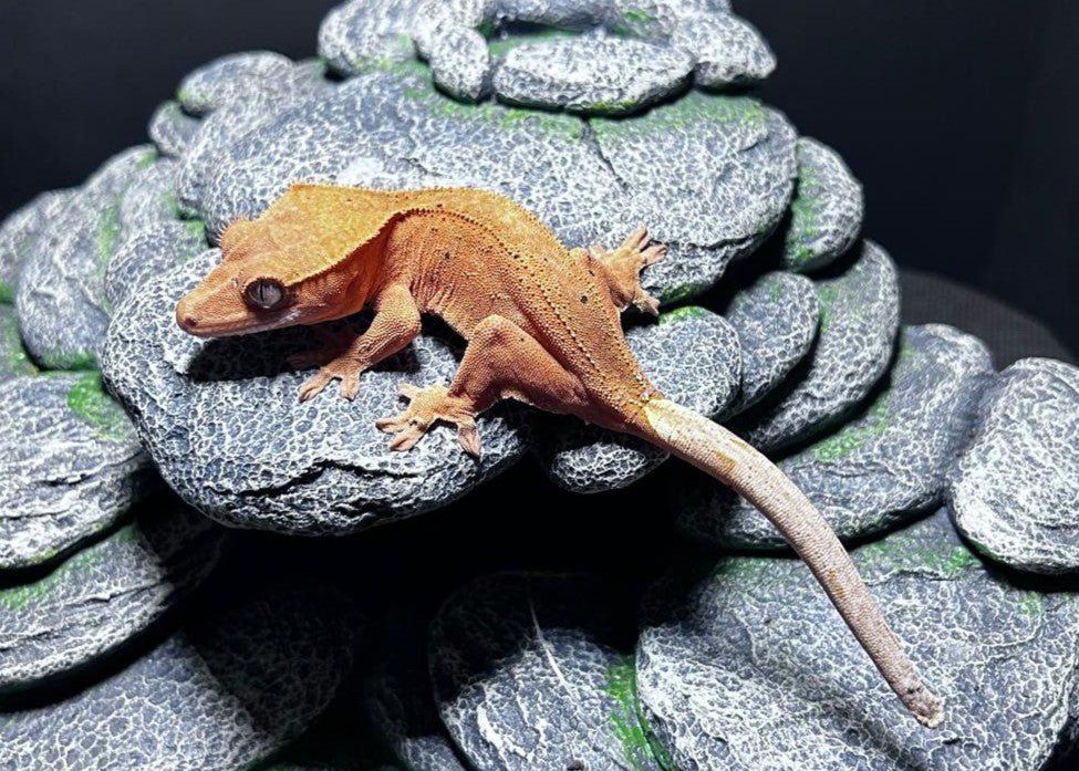 C. CILIATUS RED DALMATIAN FEMMINA