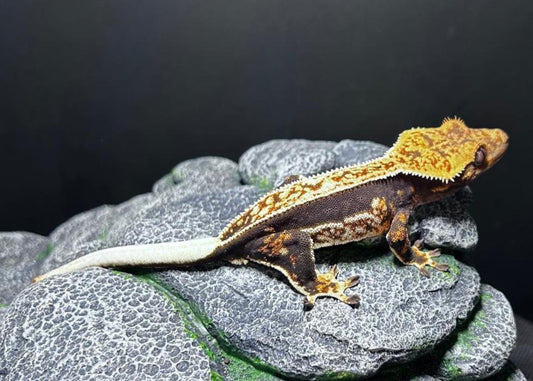 CN41 -C. CILIATUS TRICOLOR 100% PINSTRIPE FEMMINA