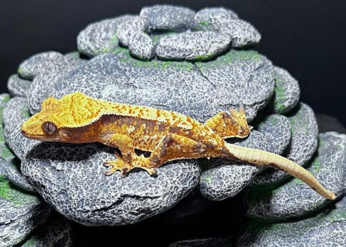 CN60 -C. CILIATUS TRICOLOR WW LINE