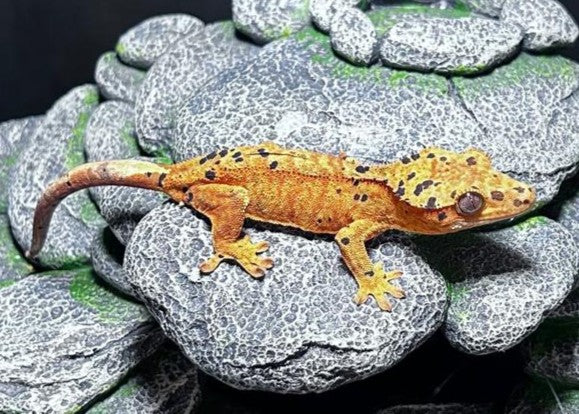 CN45 -C. CILIATUS SUPERDALMATIAN