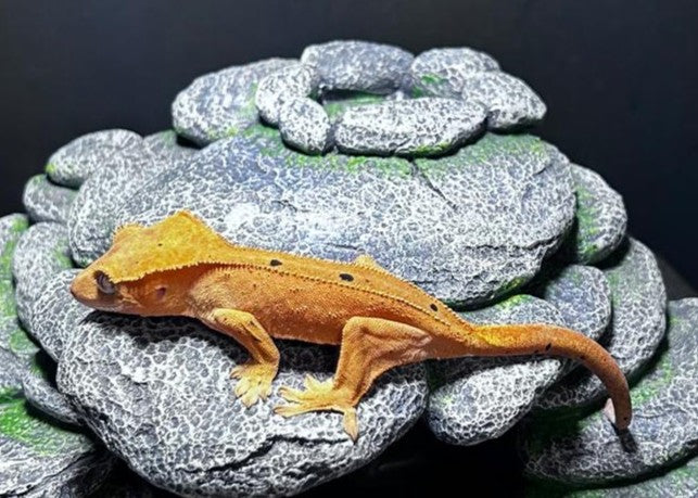 CN23 -C. CILIATUS RED DALMATIAN