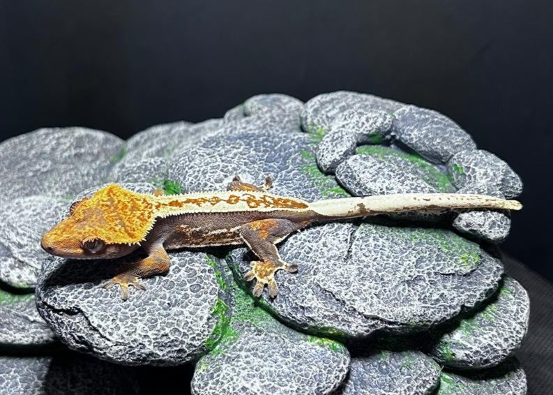 CN27-C. CILIATUS TRICOLOR 100% PINSTRIPE