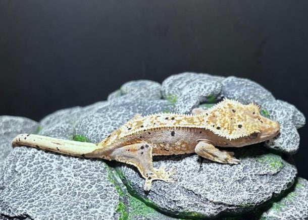 CN20 - C. CILIATUS TRICOLOR DALMATIAN