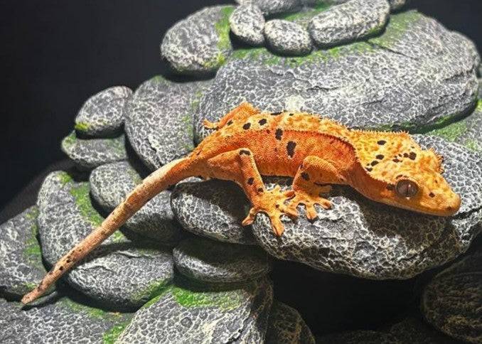 CN62 -C. CILIATUS SUPERDALMATIAN
