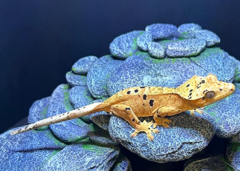 CN62 -C. CILIATUS SUPERDALMATIAN MASCHIO