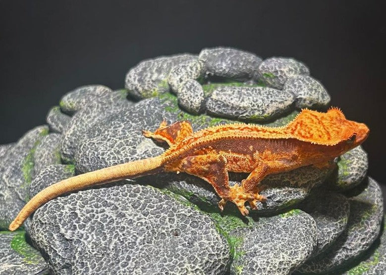CN55 - TRICOLOR   SS LINE