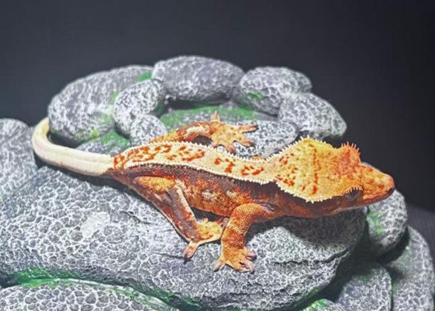 CN81 -C. CILIATUS TRICOLOR WW LINE
