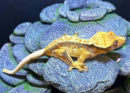 CN81 -C. CILIATUS TRICOLOR WW LINE FEMMINA
