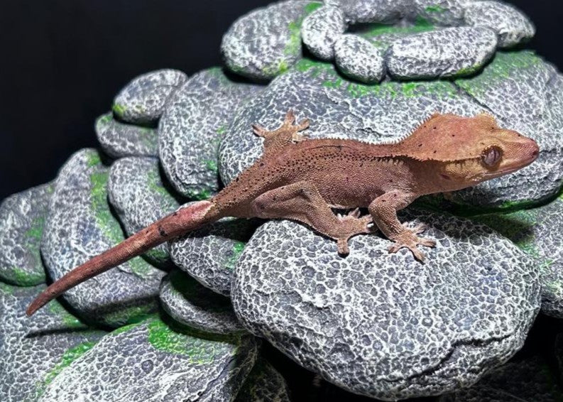 CN30 - C. CILIATUS DARK PJ