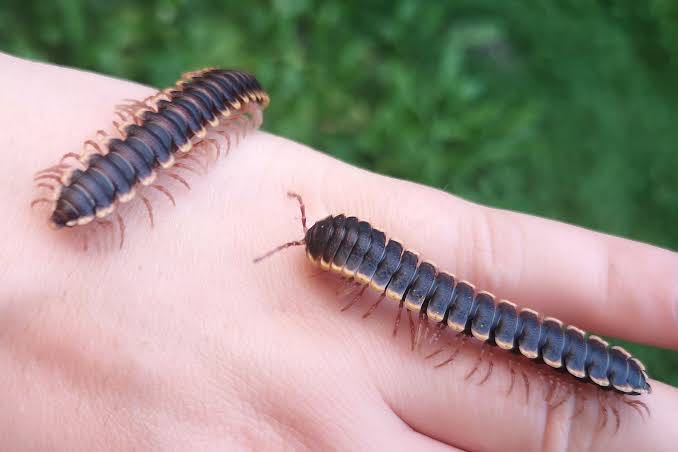 COROMUS DIAPHORUS
