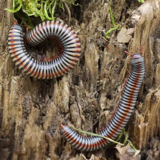 TONKINBOLUS DOLLFUSI